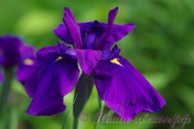 Ирис японский 'Пёпл Парасол' / Iris ensata 'Purple Parasol'