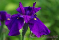 Ирис японский 'Пёпл Парасол' / Iris ensata 'Purple Parasol'