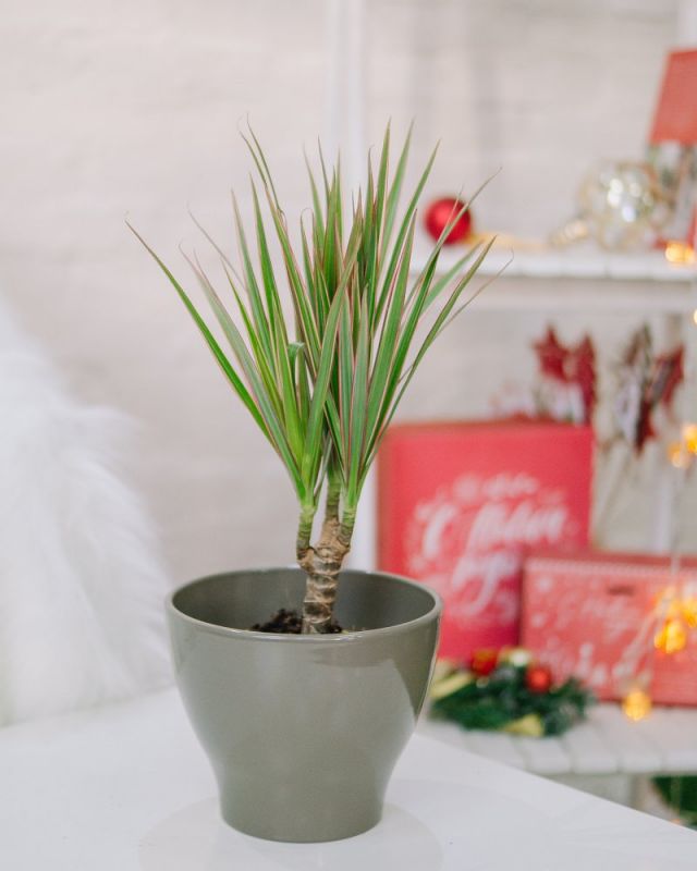 Драцена Маргината Д-11/40