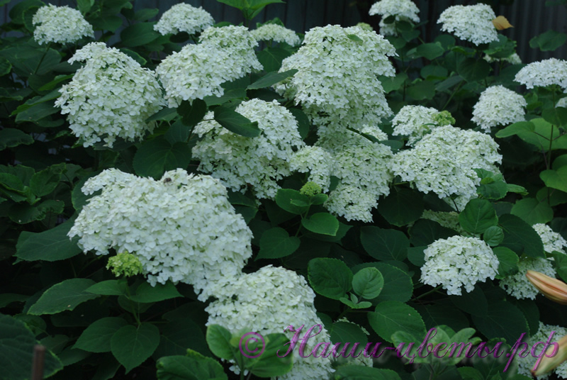 Гортензия древовидная 'Аннабель' / Hydrangea arborescens 'Annabelle'