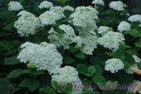 Гортензия древовидная 'Анабель' / Hydrangea arborescens 'Annabelle'