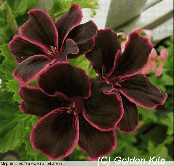 701 Pelargonium `Lord Bute`