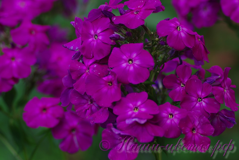 Флокс 'Виктория' / Phlox 'Victoriya'