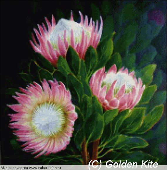 829 King Protea