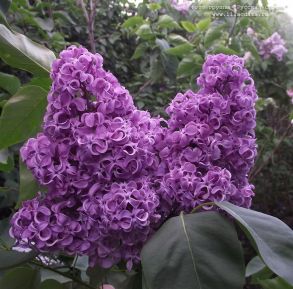 № С21 Сирень Академик Курчатов 10 шт