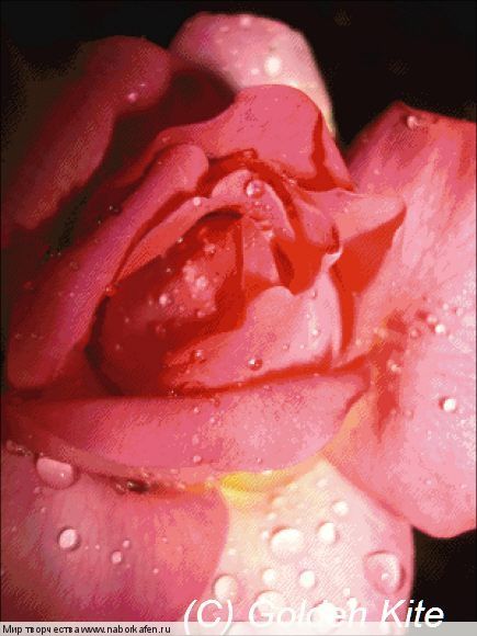 s1438 Pink Mini Rose after Rain - Solid colors