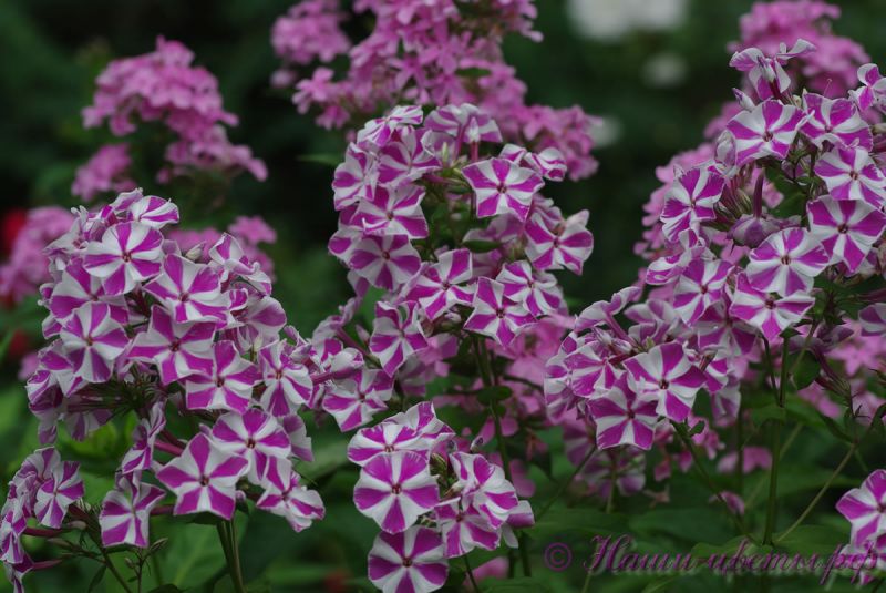 Флокс 'Мишенька' / Phlox 'Miscenka' (="Candy Twist", "Лучистый")