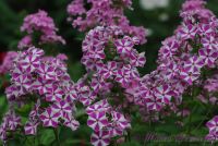 Флокс 'Мишенька' / Phlox 'Miscenka' (="Croix de Malte"; "Maltiski Crest"; "Candy Twist", "Лучистый")