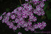 Флокс 'Мишенька' / Phlox 'Miscenka' (="Croix de Malte"; "Maltiski Crest"; "Candy Twist", "Лучистый")