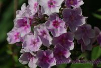 Флокс 'Ярмарка'' / Phlox 'Jarmarka'