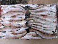 Минтай морской без головы тушка 40 см Мурманск упаковка 11 кг