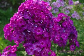 Флокс 'Галя' / Phlox 'Galja'