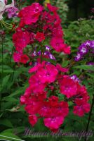 Флокс 'Мария Федоровна' / Phlox 'Marija Fiodorovna'