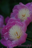 Пион травянистый 'Боул оф Бьюти' / Paeonia 'Bowl of Beauty'