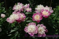 Пион травянистый 'Боул оф Бьюти' / Paeonia 'Bowl of Beauty'