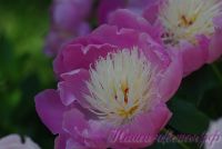 Пион травянистый 'Боул оф Бьюти' / Paeonia 'Bowl of Beauty'