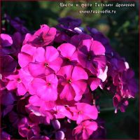 Флокс 'Шопениана' / Phlox 'Shopenina'