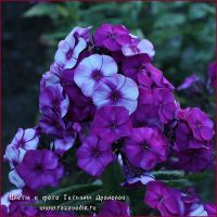 Флокс 'Шопениана' / Phlox 'Shopenina'