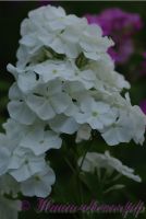 Флокс 'Эльбрус' / Phlox 'Elbrus'