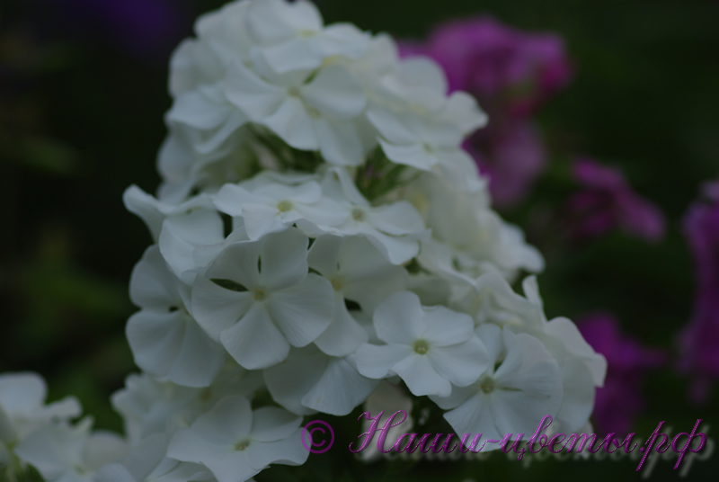 Флокс 'Эльбрус' / Phlox 'Elbrus'