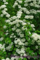 Спирея трёхлопастная / Spiraea trilobata