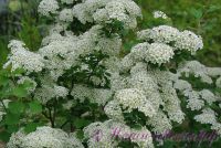 Спирея трёхлопастная / Spiraea trilobata