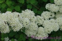 Спирея трёхлопастная / Spiraea trilobata