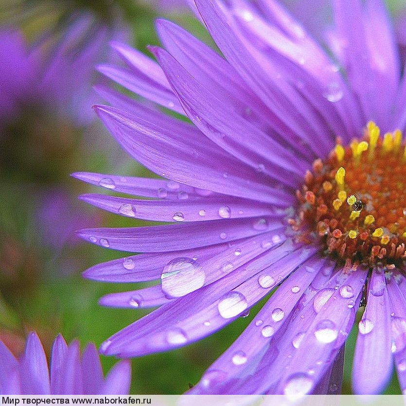 Схема "Septembers Flower - Aster"