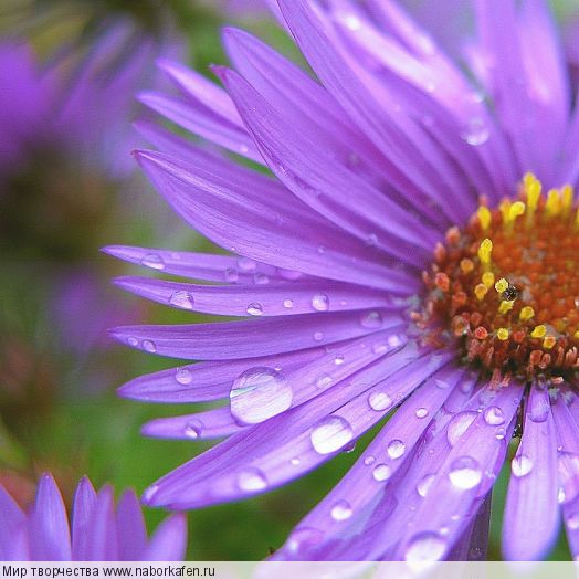 Схема "Septembers Flower - Aster"