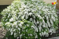 Спирея норвежская серая 'Грефшейм' / Spiraea cinerea 'Grefsheim'