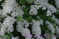 Спирея норвежская серая 'Грефшейм' / Spiraea cinerea 'Grefsheim'