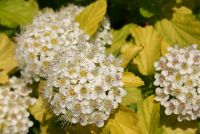 Пузыреплодник калинолистный 'Дартс Голд' / Physocarpus opulifolius 'Darts Gold'