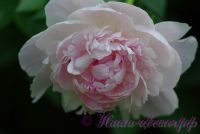 Пион травянистый 'Леди Орчид' / Paeonia 'Lady Orchid'