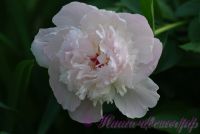 Пион травянистый 'Леди Орчид' / Paeonia 'Lady Orchid'