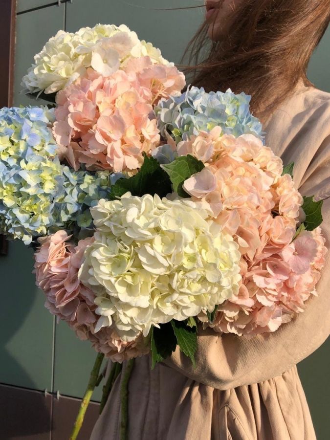 Гортензии разных цветов поштучно