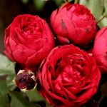 Тиль Уленшпигель (Till Eulenspiegel)