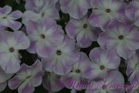 Флокс 'Нежная Душа' / Phlox 'Negnaya Ducha'