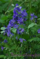 Синюха голубая / Polemonium coeruleum L.