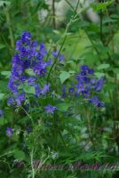 Синюха голубая / Polemonium coeruleum L.