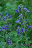 Синюха голубая / Polemonium coeruleum L.