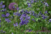 Синюха голубая / Polemonium coeruleum L.