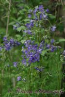 Синюха голубая / Polemonium coeruleum L.