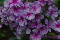 Флокс 'Иришка' / Phlox 'Irishka'