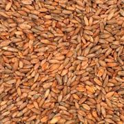 Солод ржаной неферментированный, Росток, 1 кг