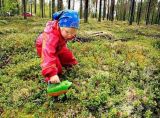Комбайн для сбора ягод ДЕТСКИЙ Лягушонок