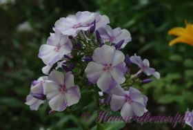 Флокс 'Новинка' / Phlox 'Novinka'