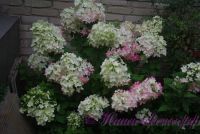 Гортензия метельчатая 'Диамонд Руж' / Hydrangea paniculata 'Diamond Rouge'