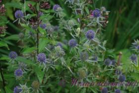 Синеголовник плосколистный 'Блу Глиттер'  / Eryngium planum 'Blue Glitter'