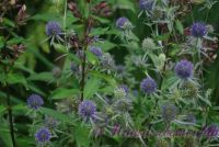 Синеголовник плосколистный 'Блу Глиттер'  / Eryngium planum 'Blue Glitter'