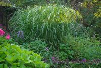 Мискантус китайский 'Ротфедер' / Miscanthus 'Rotfeder sinensis'